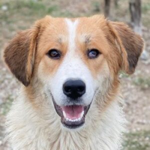 Carys – geb. ca. 10/2024