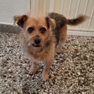 Celina – geb. ca. 10/2017