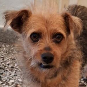 Celina – geb. ca. 10/2017