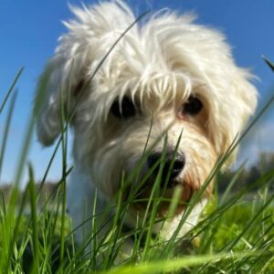 Cookie – geb. ca. 03/2018 – 79588 Efringen-Kirchen