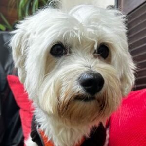 Cookie – geb. ca. 03/2018 – 79588 Efringen-Kirchen