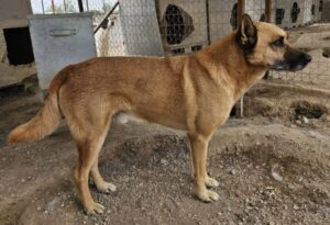 Diesel – geb. ca. 04/2022
