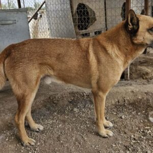 Diesel – geb. ca. 04/2022