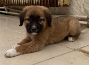 Dilan – geb. ca. 08/2025