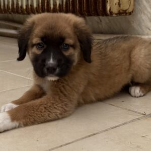 Dilan – geb. ca. 08/2025