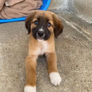 Dilan – geb. ca. 08/2025 – reserviert