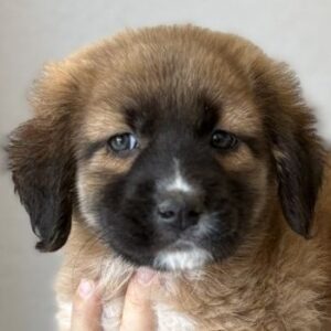 Dilan – geb. ca. 08/2025