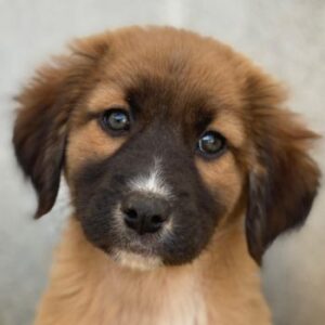 Dilan – geb. ca. 08/2025 – reserviert