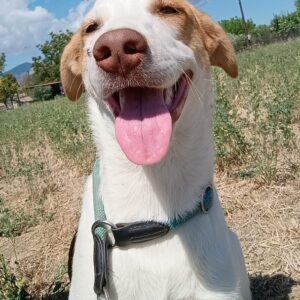 Doria – geb. ca. 12/2024