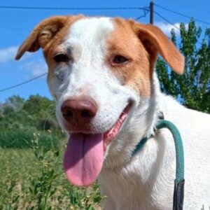 Doria – geb. ca. 12/2024