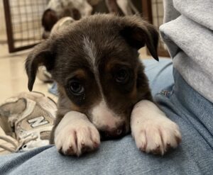 Elsie – geb. ca. 08/2025