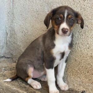 Elsie – geb. ca. 08/2025 – reserviert