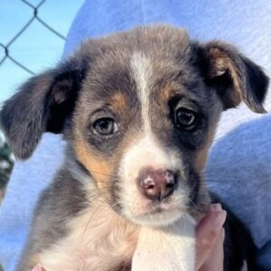 Elsie – geb. ca. 08/2025