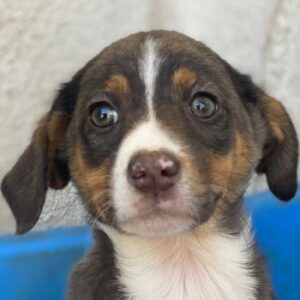 Elsie – geb. ca. 08/2025 – reserviert