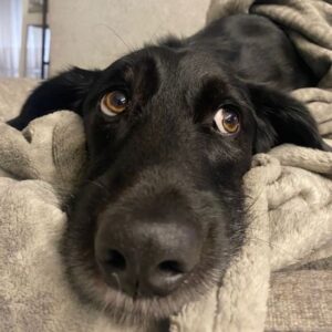 Emrys – geb. ca. 10/2020