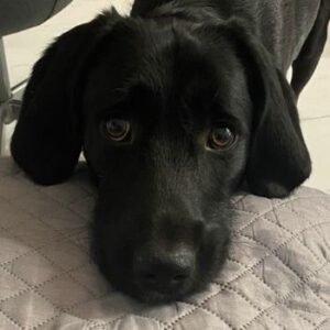 Emrys – geb. ca. 10/2020
