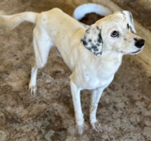 Evander – geb. ca. 10/2024