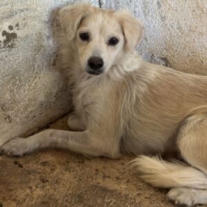 Eyra – geb. ca. 04/2023