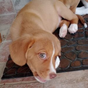 Feta – geb. ca. 08/2025 – reserviert