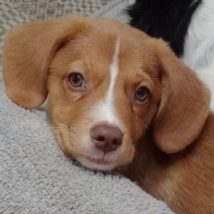 Feta – geb. ca. 08/2025 – reserviert