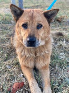 Foxita – geb. ca. 04/2020