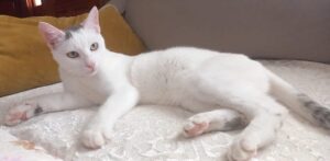 Gizmo – geb. ca. 07/2024