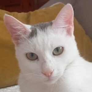 Gizmo – geb. ca. 07/2024