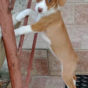 Gouda – geb. ca. 08/2025 – reserviert