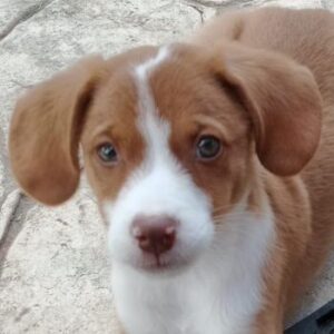 Gouda – geb. ca. 08/2025 – reserviert