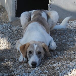 Jätti – geb. ca. 03/2025
