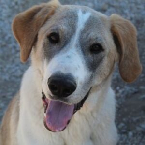 Jätti – geb. ca. 03/2025
