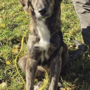 Kaya – geb. ca. 05/2025 – 95168 Marktleuthen