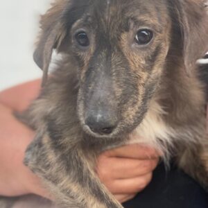 Kaya – geb. ca. 05/2025 – 95168 Marktleuthen