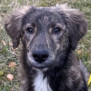 Kaya – geb. ca. 05/2025 – 95168 Marktleuthen