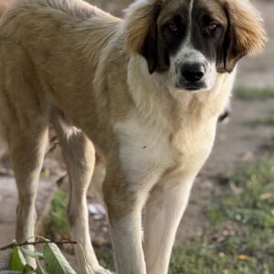 Ley – geb. ca. 12/2024