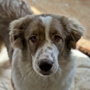 Liona – geb. ca. 12/2024