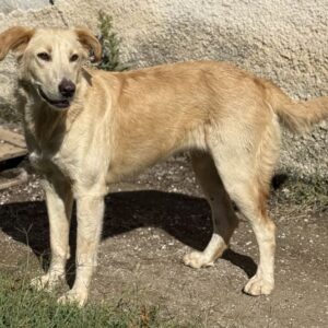 Liova – geb. ca. 10/2024