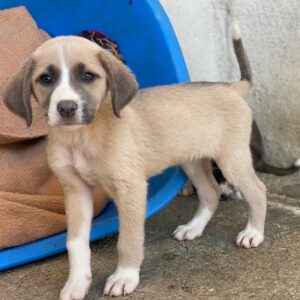 Livi – geb. ca. 08/2025 – reserviert