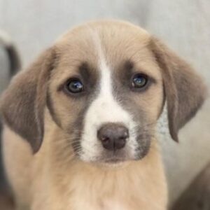 Livi – geb. ca. 08/2025 – reserviert