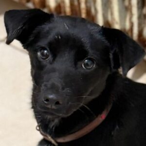 Maeko – geb. ca. 01/2025