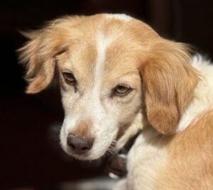 Milona – geb. ca. 10/2020