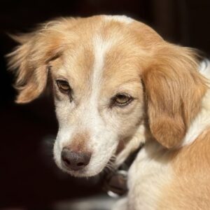 Milona – geb. ca. 10/2020