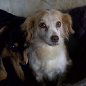 Milona – geb. ca. 10/2020