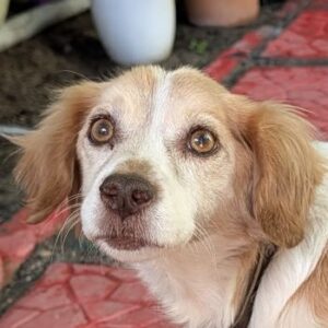 Milona – geb. ca. 10/2020