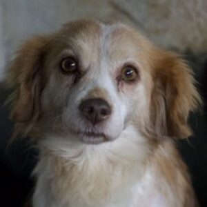 Milona – geb. ca. 10/2020