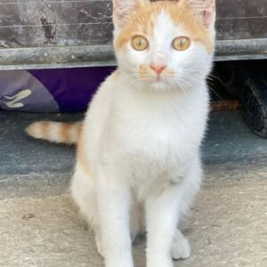 Miro – geb. ca. 06/2025