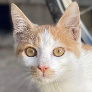 Miro – geb. ca. 06/2025