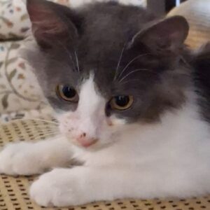 Mizor – geb. ca. 05/2025