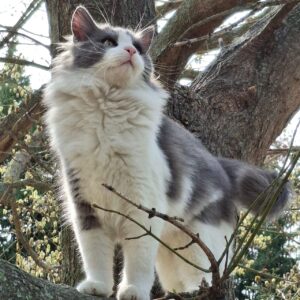 Mizor – geb. ca. 05/2025 – reserviert