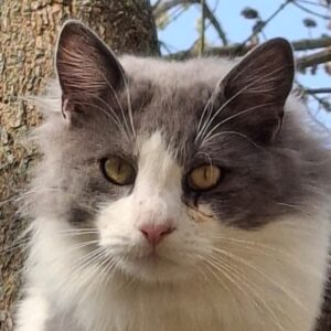 Mizor – geb. ca. 05/2025 – reserviert